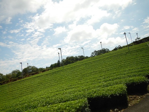 南山城のお茶畑
