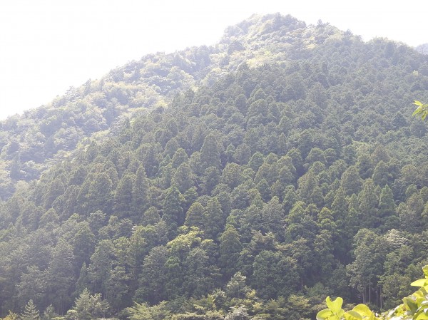 川上村