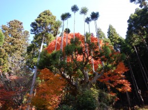 北山の台杉