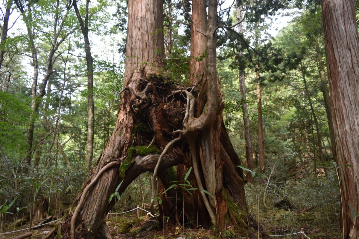 高知本山